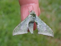 Chloroclanis virescens