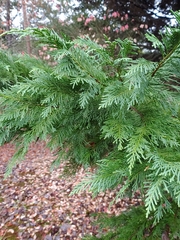 Cupressus × leylandii