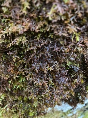 Frullania tamarisci