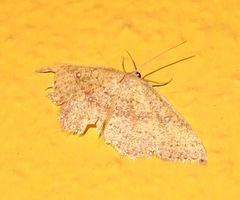 Cyclophora maderensis