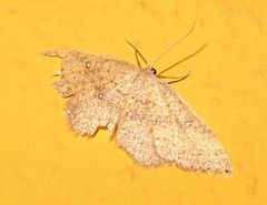Cyclophora maderensis