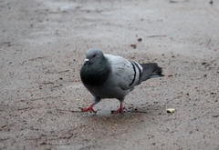 Columba livia domestica