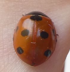 Coccinella algerica