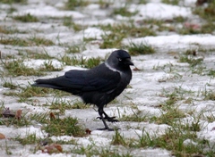 Corvus monedula