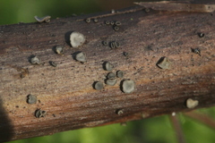 Pyrenopeziza digitalina