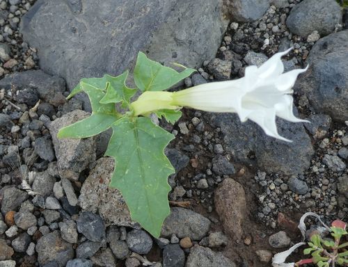 Datura stramonium image