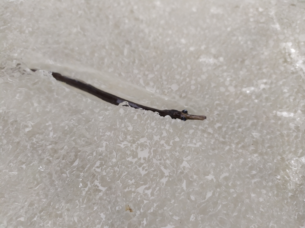 Black-Striped Pipefish