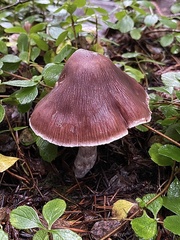 Cortinarius subpurpureus