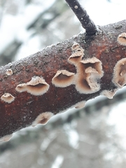 Cylindrobasidium evolvens