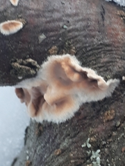 Cylindrobasidium evolvens