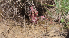 Pelargonium auritum auritum