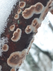 Cylindrobasidium evolvens