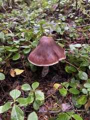 Cortinarius subpurpureus