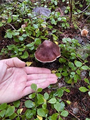 Cortinarius subpurpureus