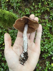 Cortinarius subpurpureus