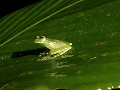 Vitreorana uranoscopa