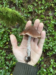 Cortinarius subpurpureus