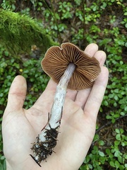 Cortinarius subpurpureus