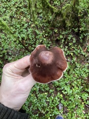 Cortinarius subpurpureus