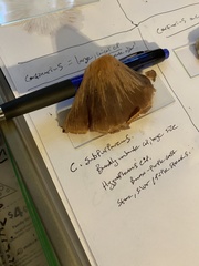 Cortinarius subpurpureus