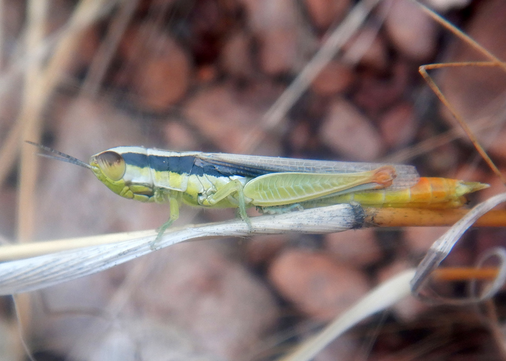 Sumbilvia