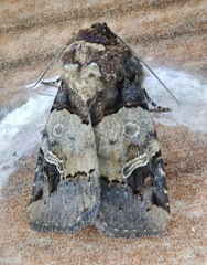 Hampsonodes