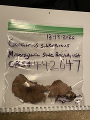 Cortinarius subpurpureus