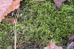 Bryoandersonia