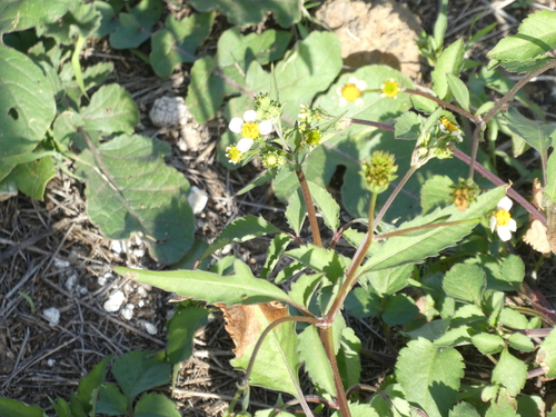 Bidens image