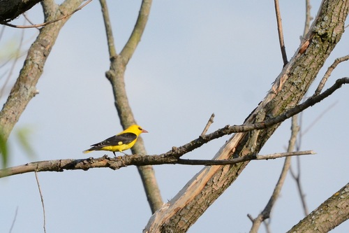 Oropéndola europea (Oriolus oriolus)