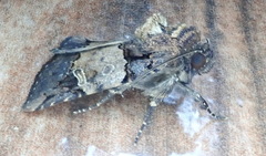 Hampsonodes