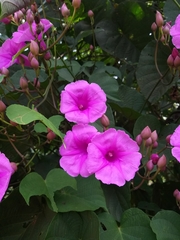 Ipomoea philomega