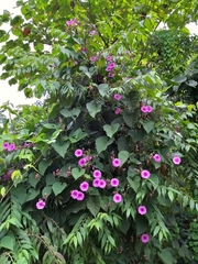 Ipomoea philomega