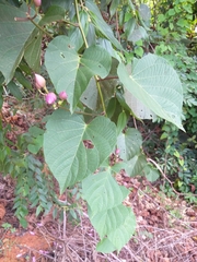 Ipomoea philomega