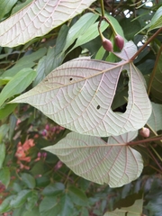 Ipomoea philomega