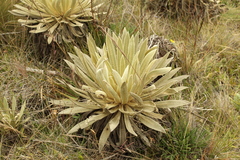 Espeletia muiska