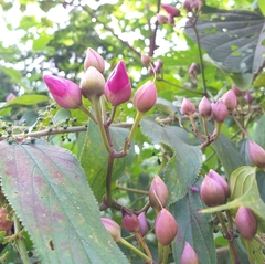 Ipomoea philomega