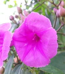 Ipomoea philomega