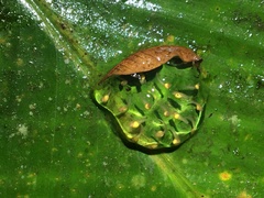 Vitreorana uranoscopa