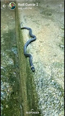 Tantilla gottei