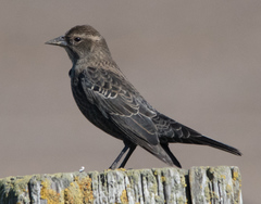 Tricolored Blackbird photo 2