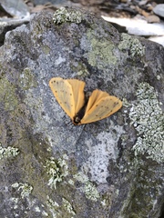 Setina irrorella