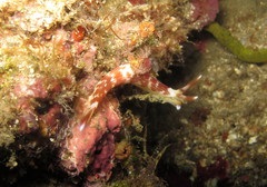 Nembrotha