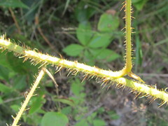 Rubus setosus