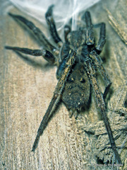 Uliodon albopunctatus