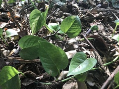 Epipremnum aureum image
