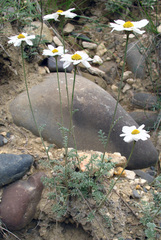Anthemis fruticulosa