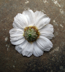 Anthemis fruticulosa