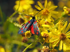 Zygaena dorycnii