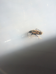 Rhyparochromus vulgaris